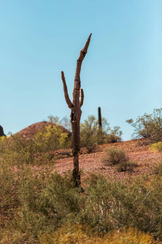 a large cactus tree with a giraffe walking next to it