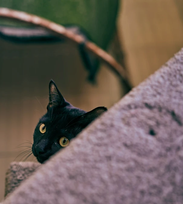 a black cat with yellow eyes looking up