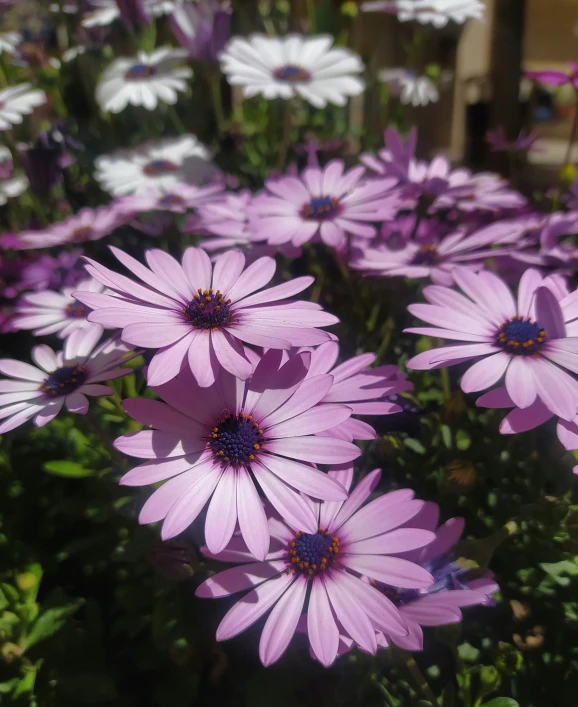 purple flowers growing together in a garden