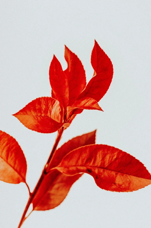 a red plant with lots of leaves growing from it