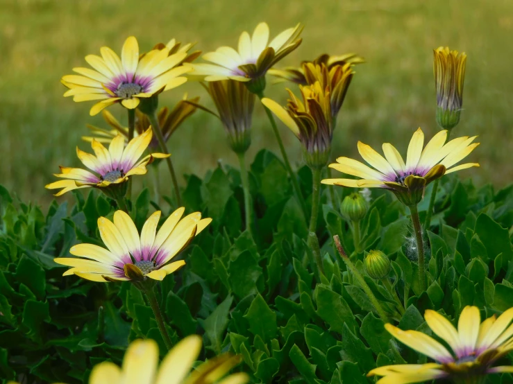 some pretty flowers that are growing in the grass