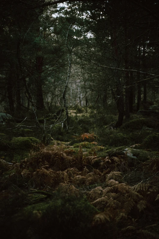 a forest filled with lots of trees and a bench