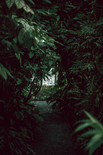 a walkway surrounded by green foliage at night
