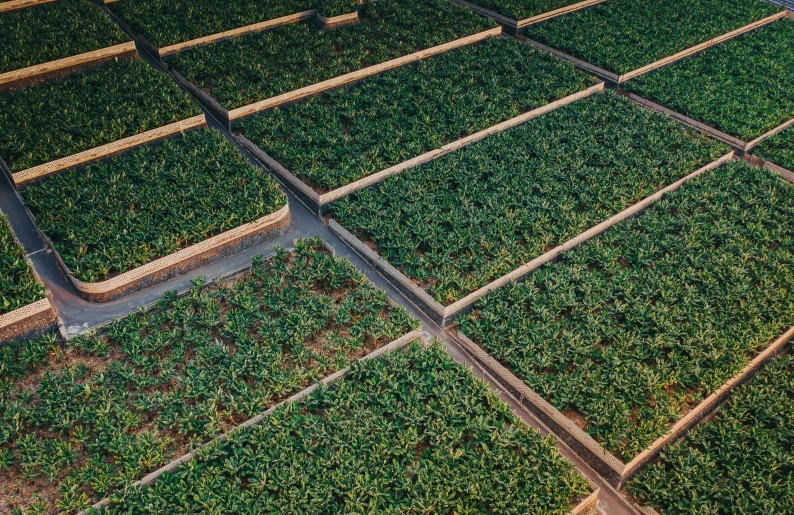 a row of seed crop greenhouses that are ready for growing