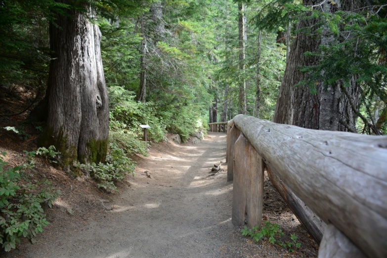 the path in the forest leads to a wooden bench