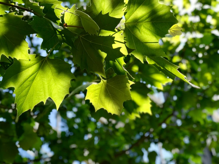 the sun shines through the green leaves of the tree
