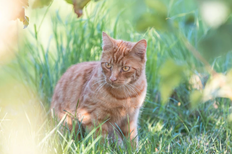 a cat walking through tall grass outside