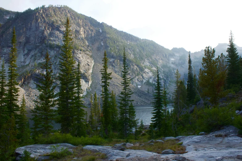 trees along side a rocky shoreline near a lake