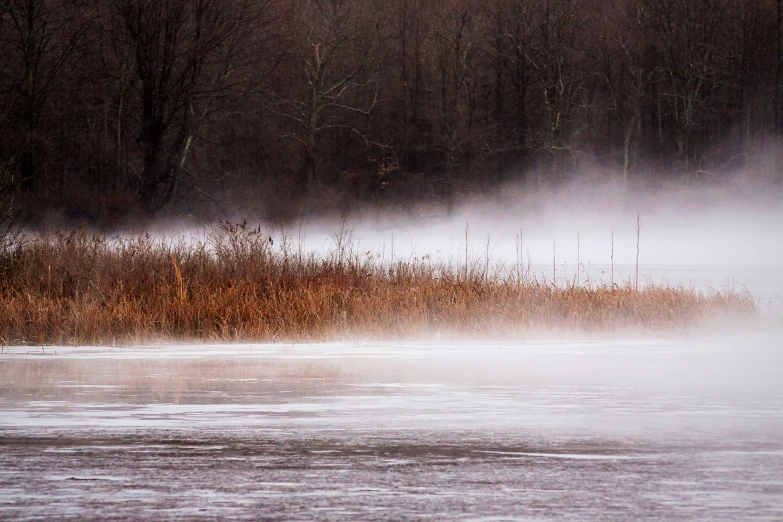 a body of water that has some grass and bushes near it