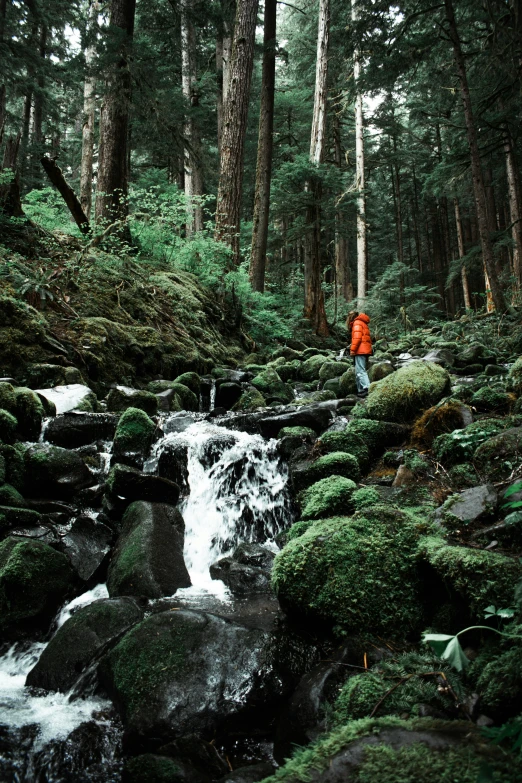 the person is walking across the rocks in the forest