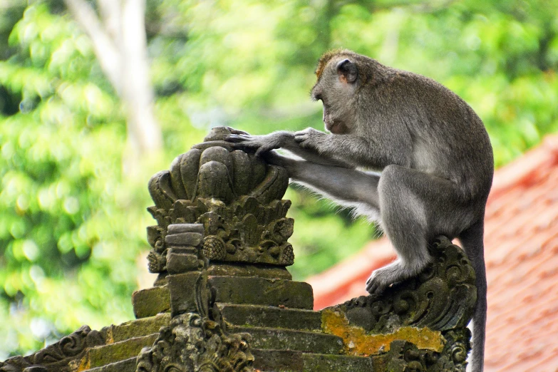 a monkey sitting on the side of a tall stone tower