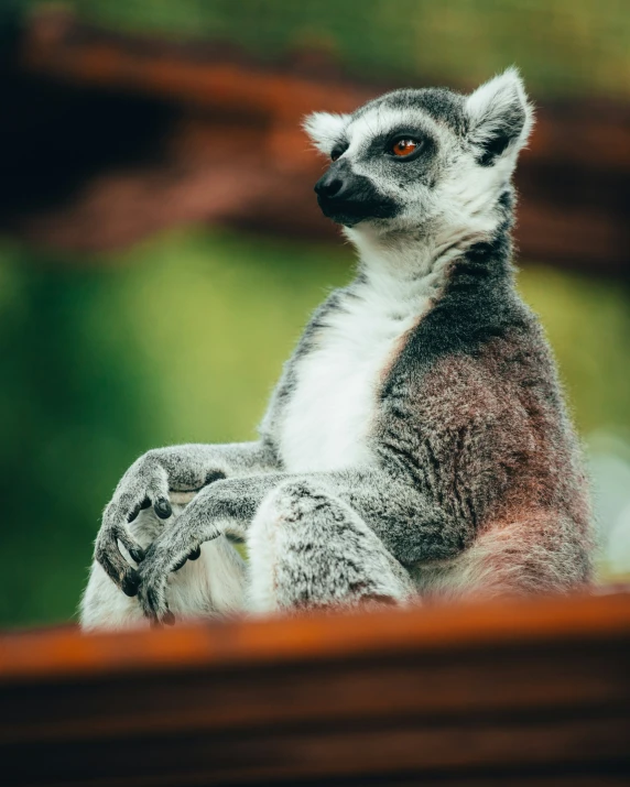 a small lemur bear sitting next to an adult