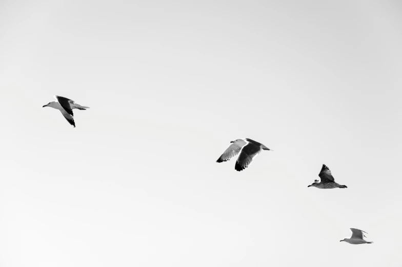 three birds flying through the air and one bird in the middle