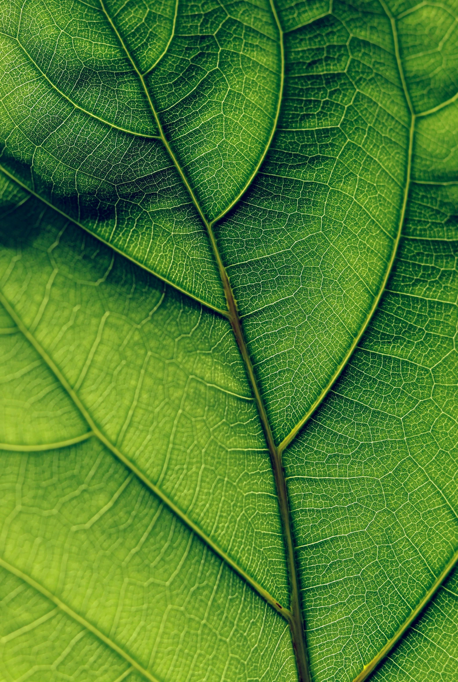 some very long green leaves that are laying on top of each other