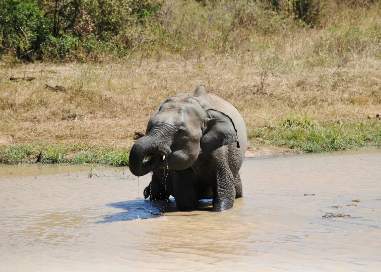 a small elephant standing in a muddy river