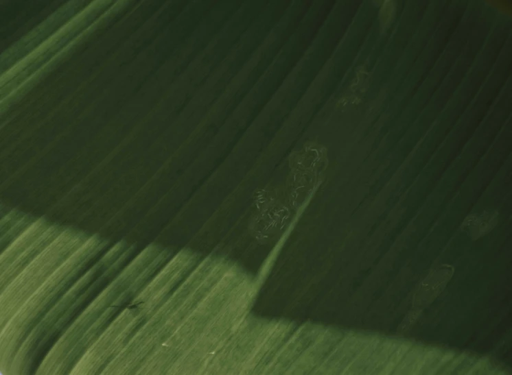 the shadow is cast on the side of a plant leaf