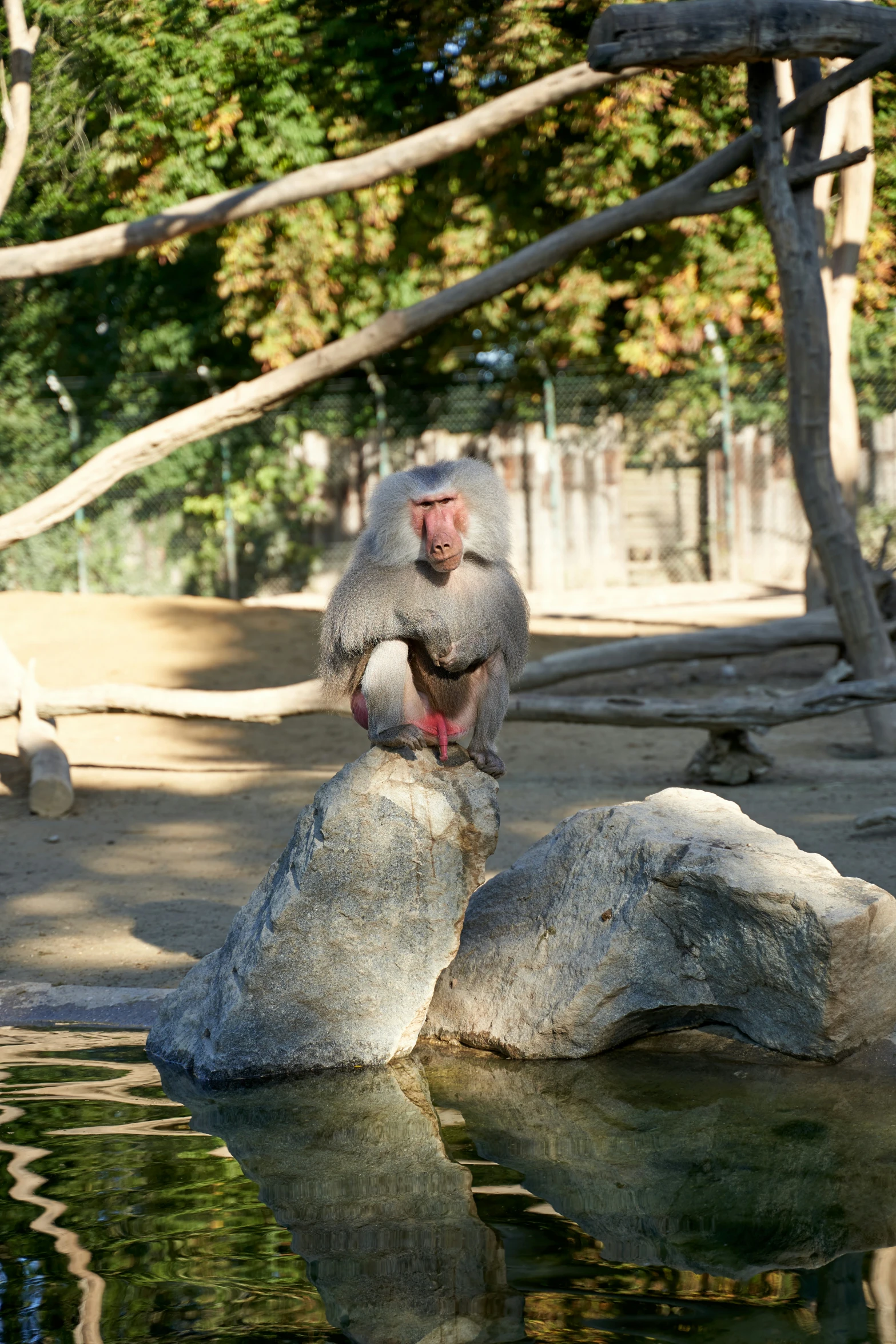 a monkey is sitting on a rock by the water