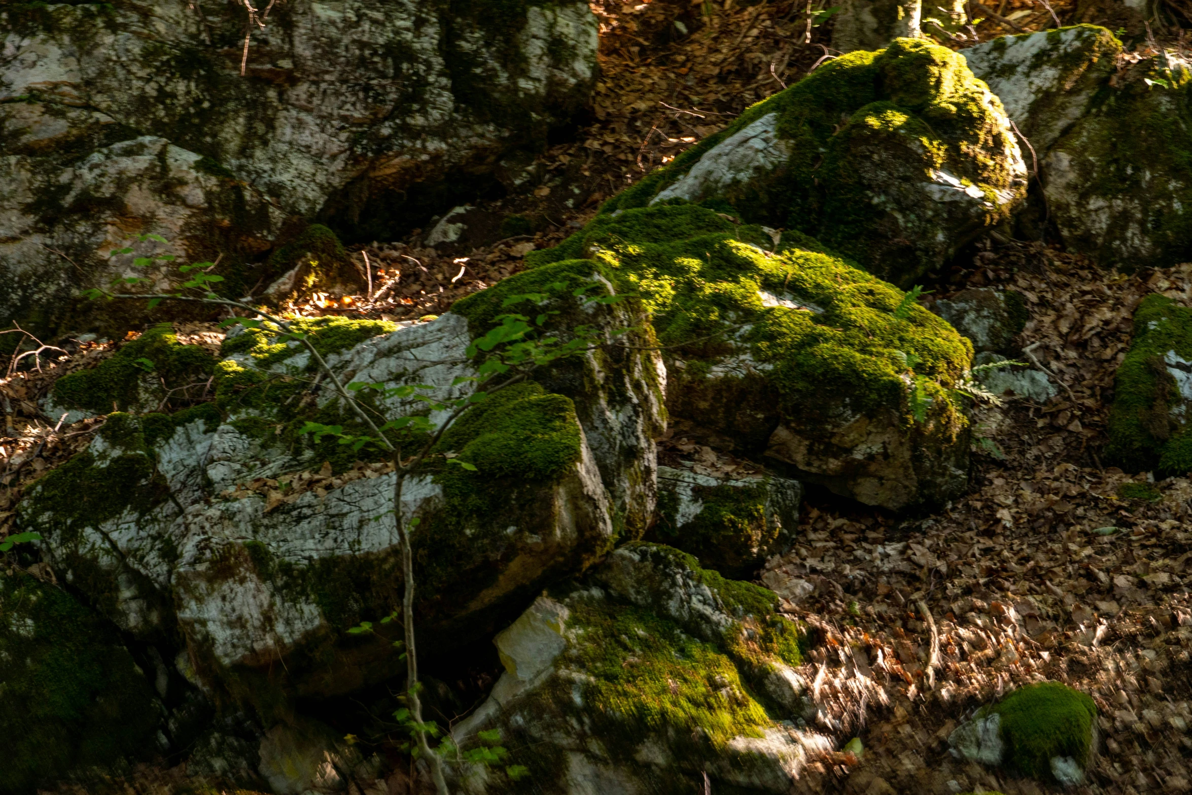 rocks covered in green moss with an area of dry grass and sp twigs