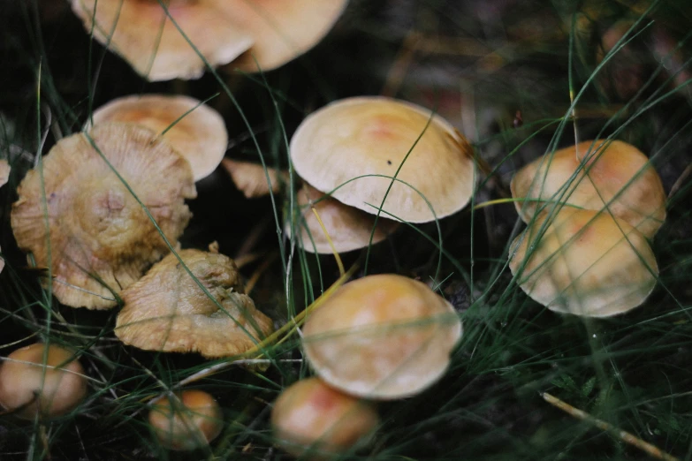 there is some sort of tree or plant that you may find near the forest floor