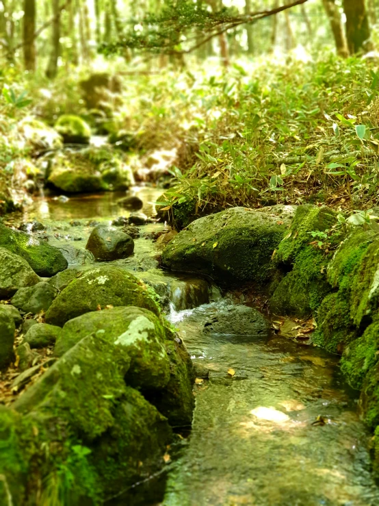 a stream running through a lush green forest