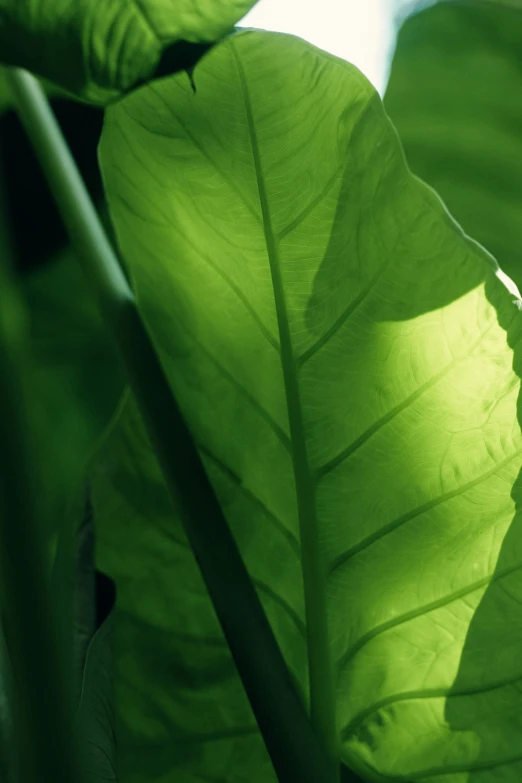 a closeup of the back end of a large leaf