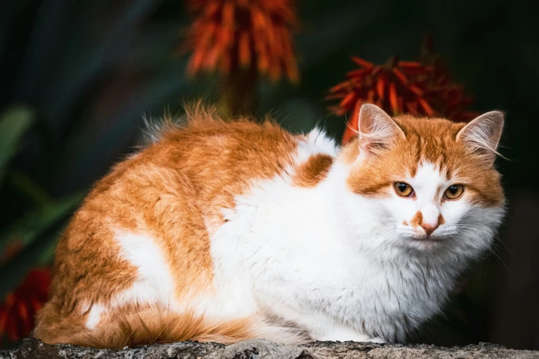 a close up of a cat on a rock