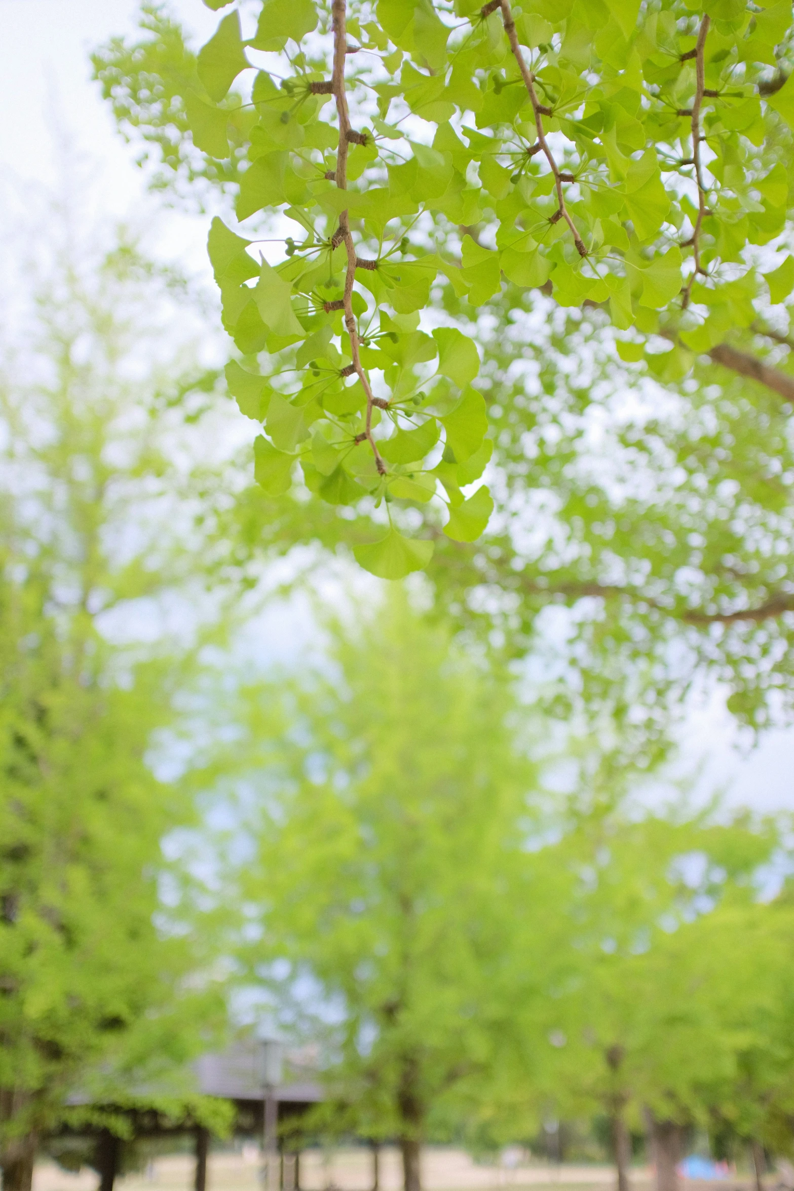 trees in a park are being displayed in the wind