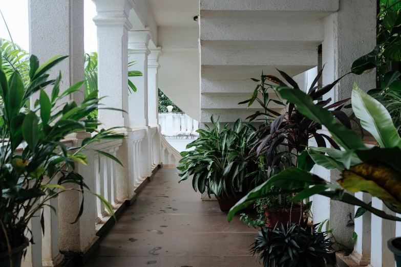 plants line the walkway between a porch and a building