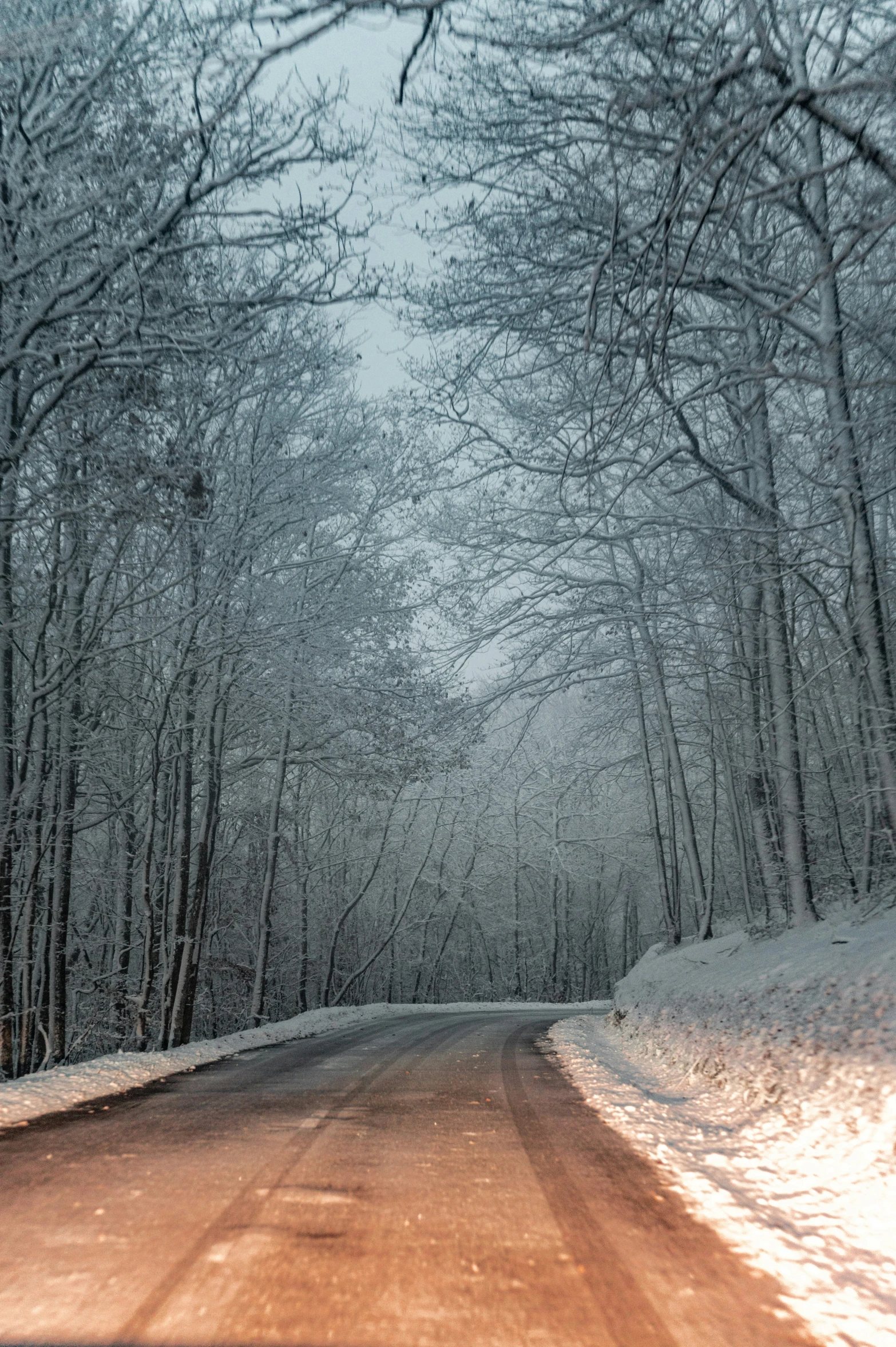 snow - covered trees line the side of a road