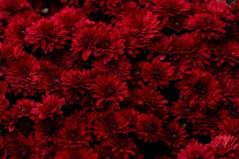 a bunch of red flowers with their leaves in full bloom