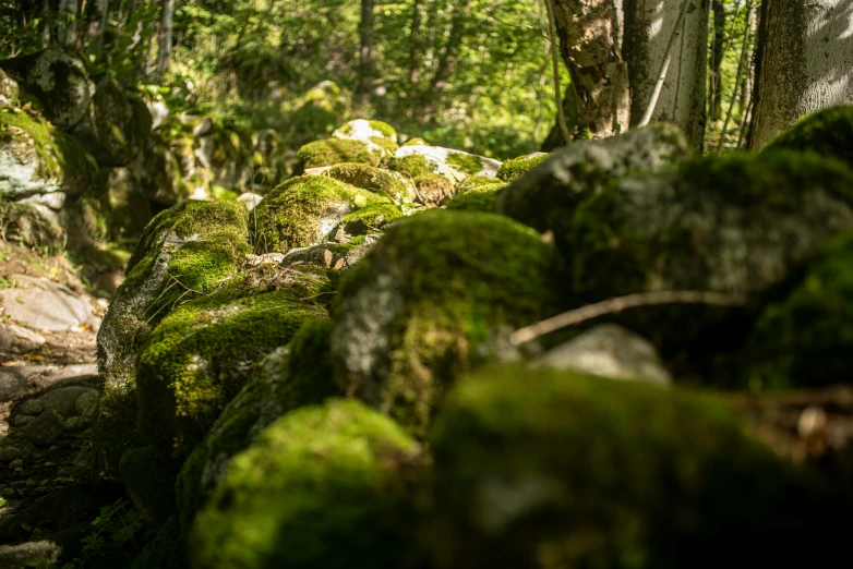 a long row of rocks covered in moss in the woods