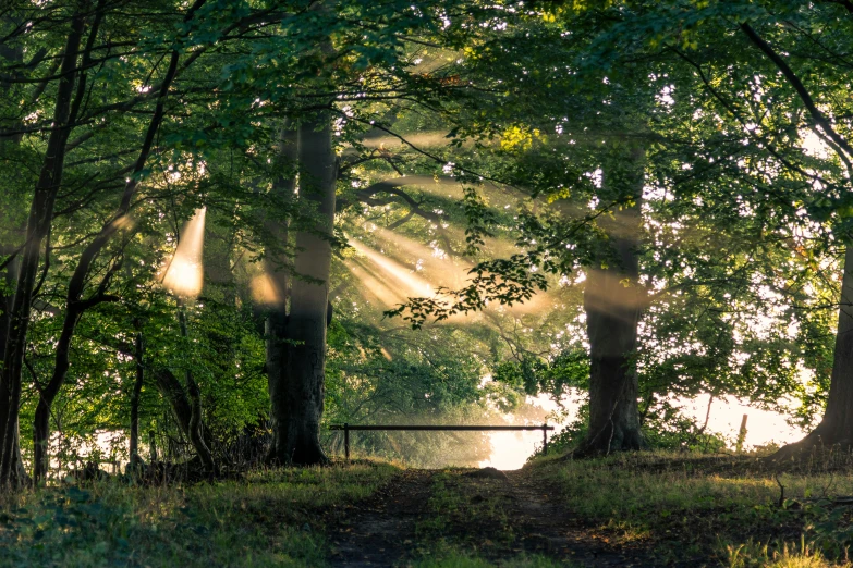 a wooden bench is surrounded by green trees and tall grass