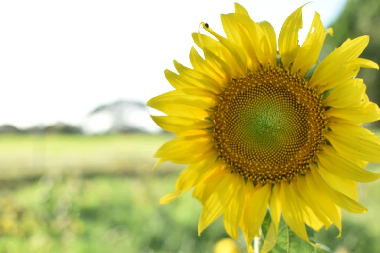 sunflower in bloom in open grassy area with sky and trees