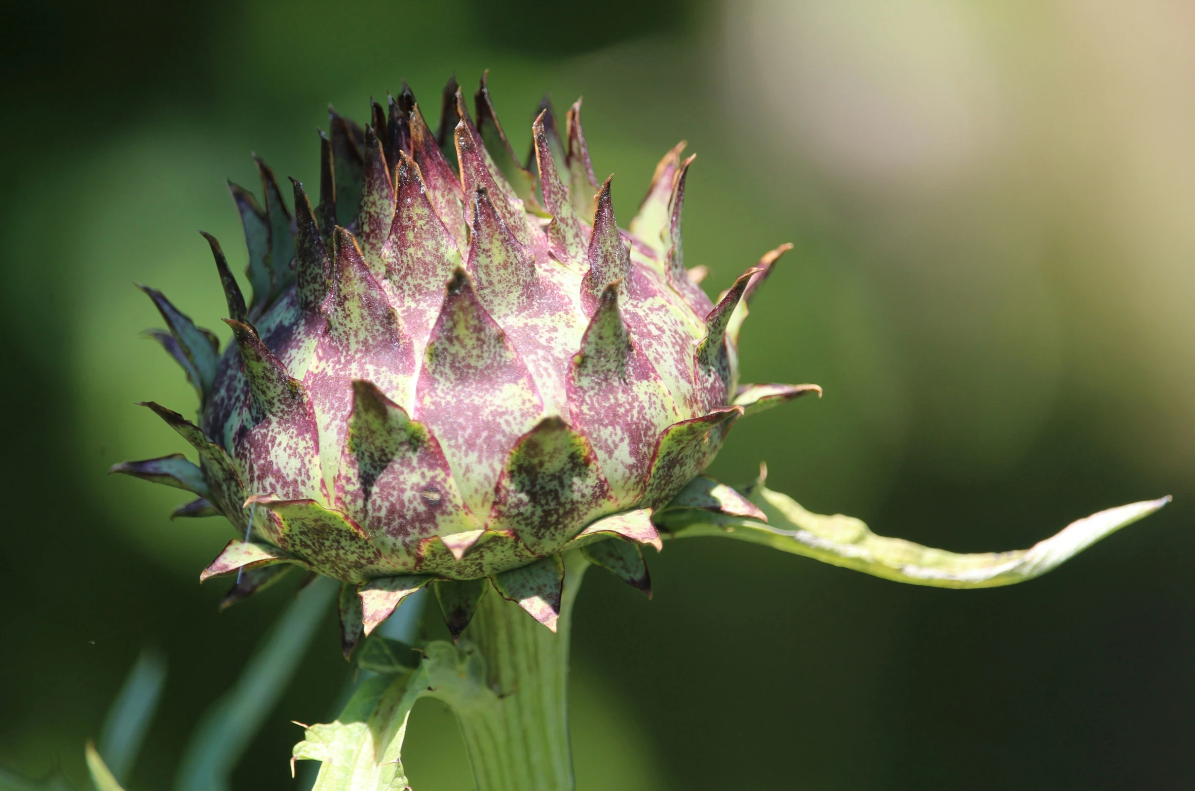 a thistle flower in a green field with other flowers