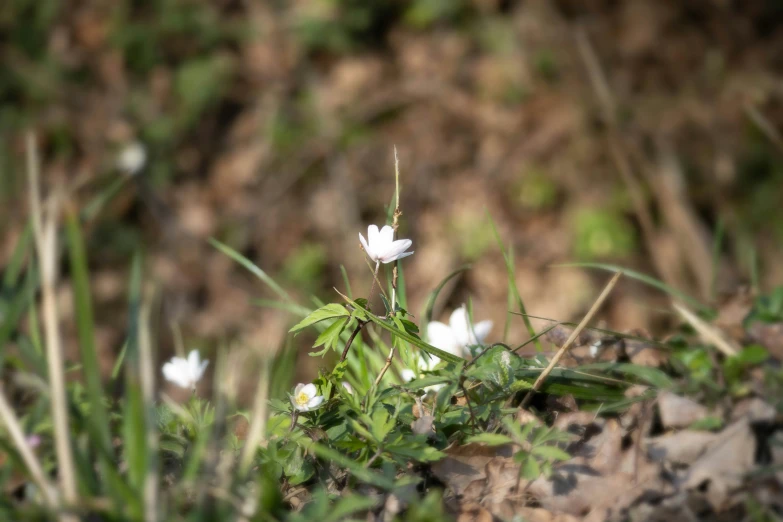 some tiny flowers growing in the middle of grass