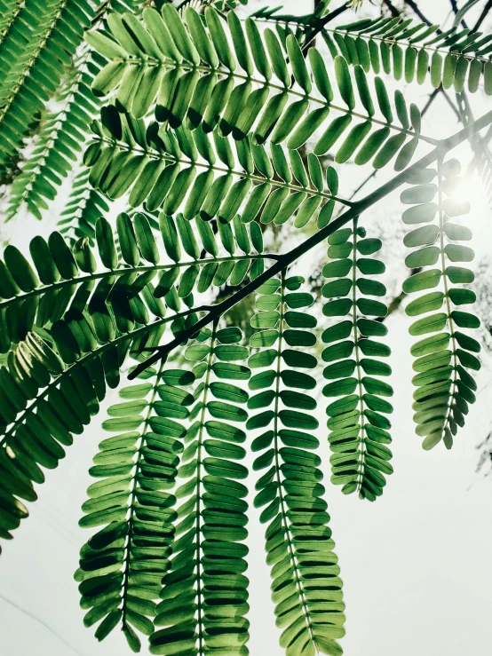 a close up of a leafy plant, above