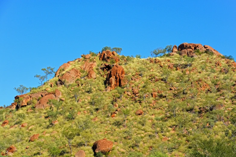 a rocky hillside has many different plants growing on it