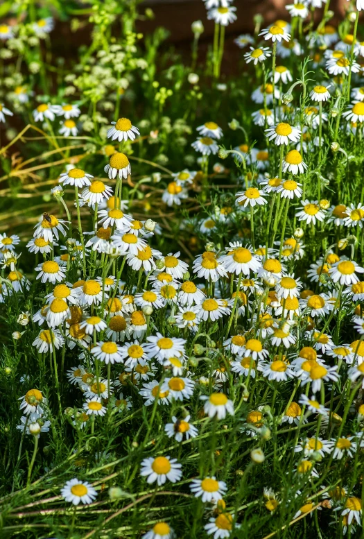 some white and yellow flowers in some grass