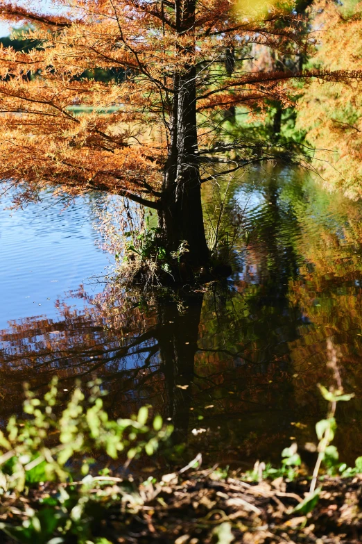 trees and leaves reflected in a body of water