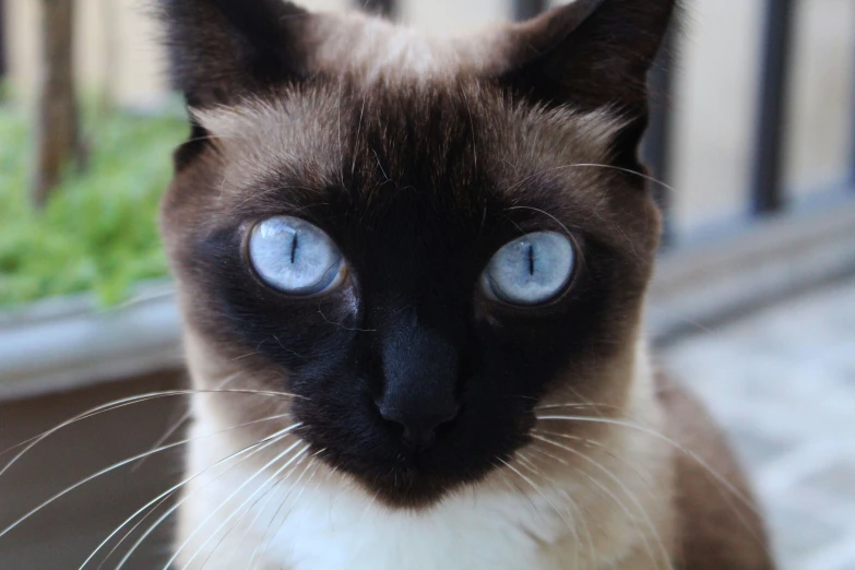 a cat with blue eyes stares into the camera