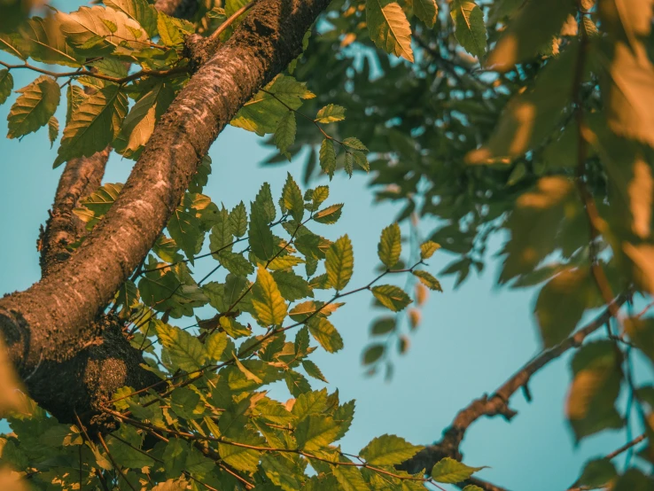 green leaves and nches against blue sky