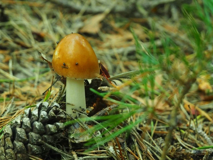 a mushroom on the ground with its cap on