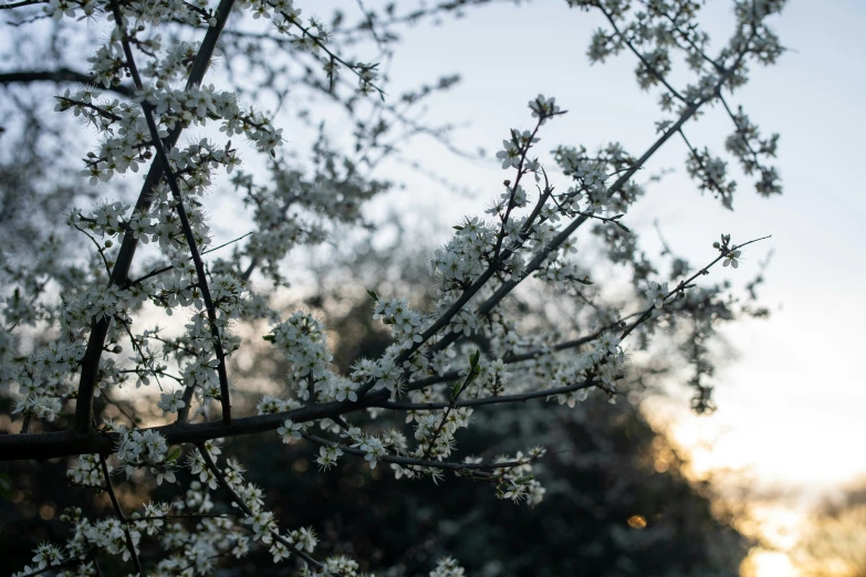 blossoming tree nch with many white flowers