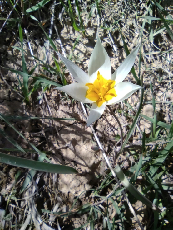 a white and yellow flower on some grass