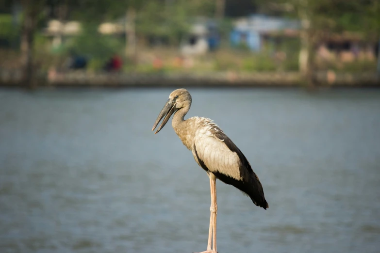 a large bird standing on top of a wooden pier