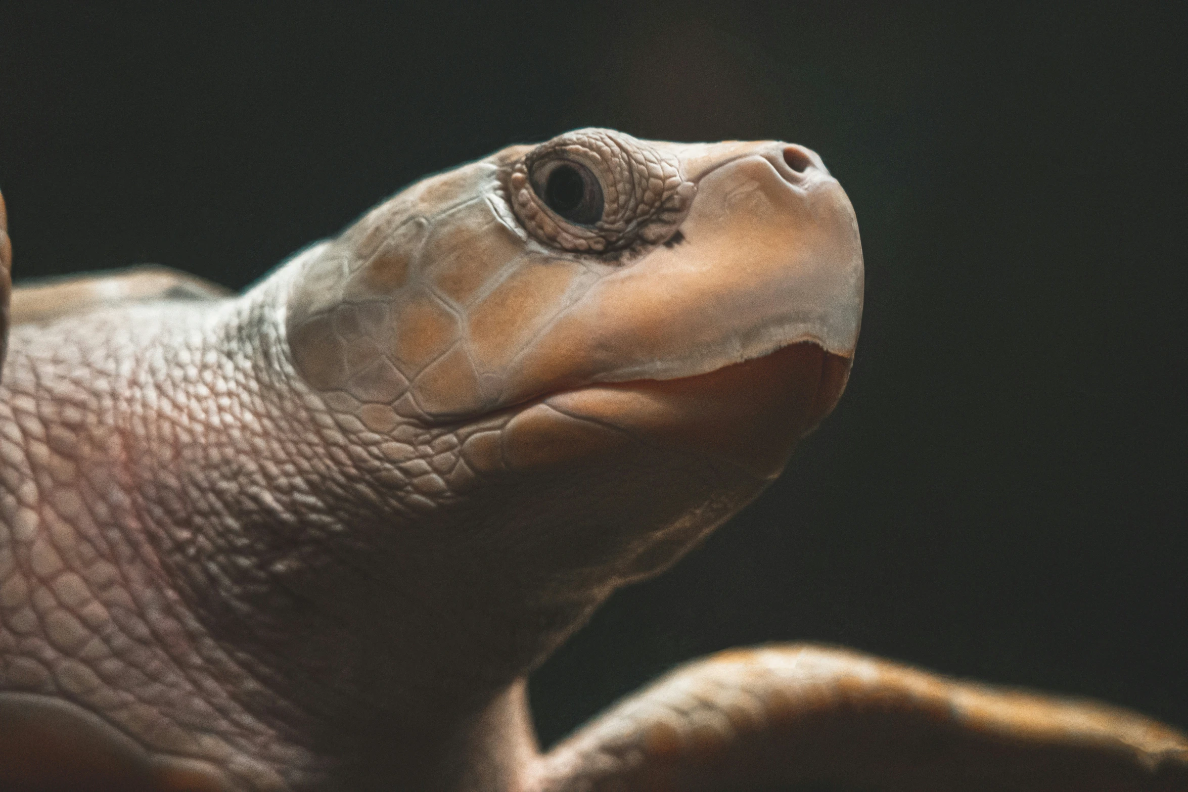 an image of a small turtle looking upward