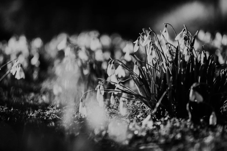 many flowers in the grass and on the ground