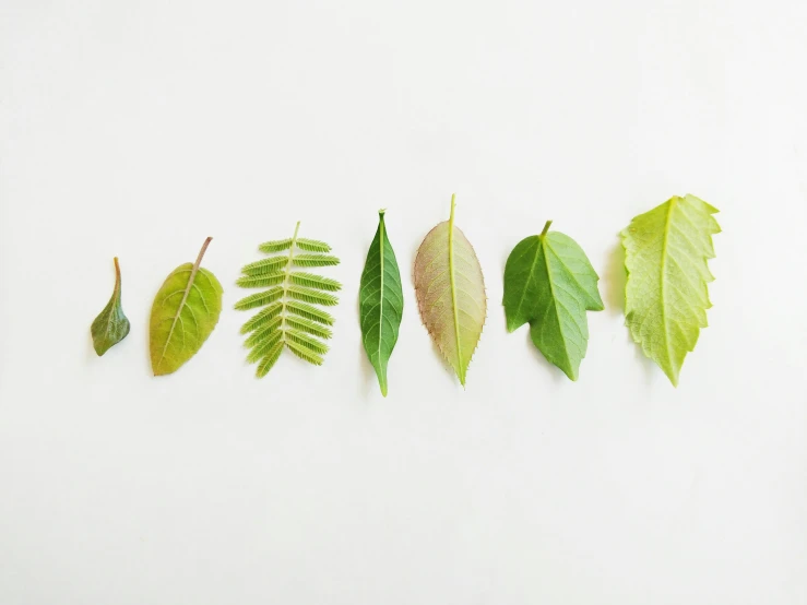 four leaves are lined up on the white background