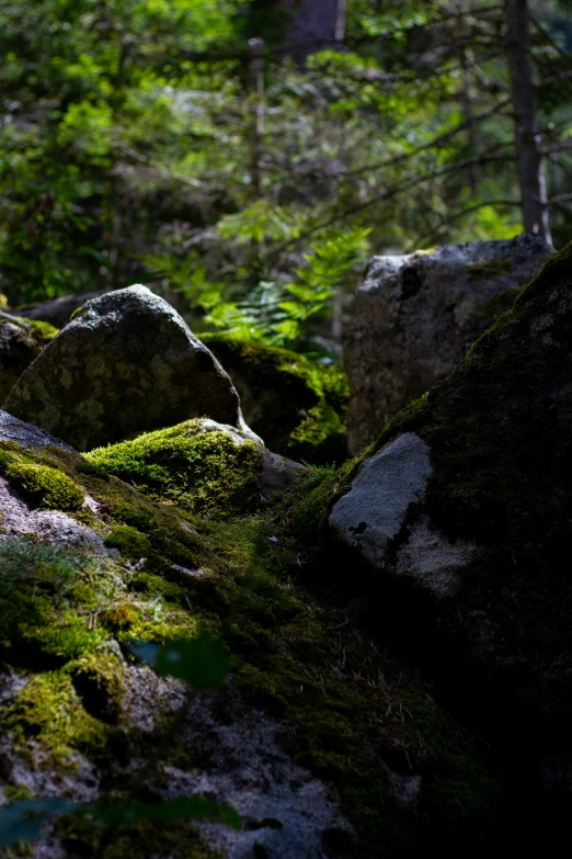 there is green moss growing on the rocks