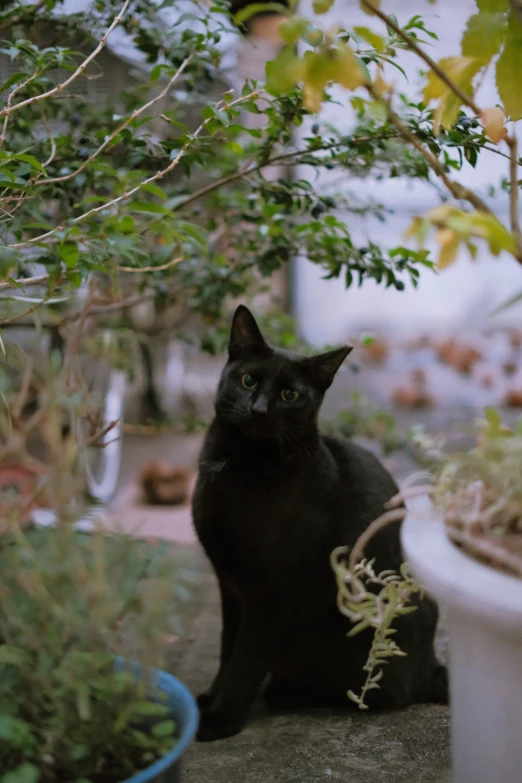 a cat sitting in a garden next to a white bowl of plants